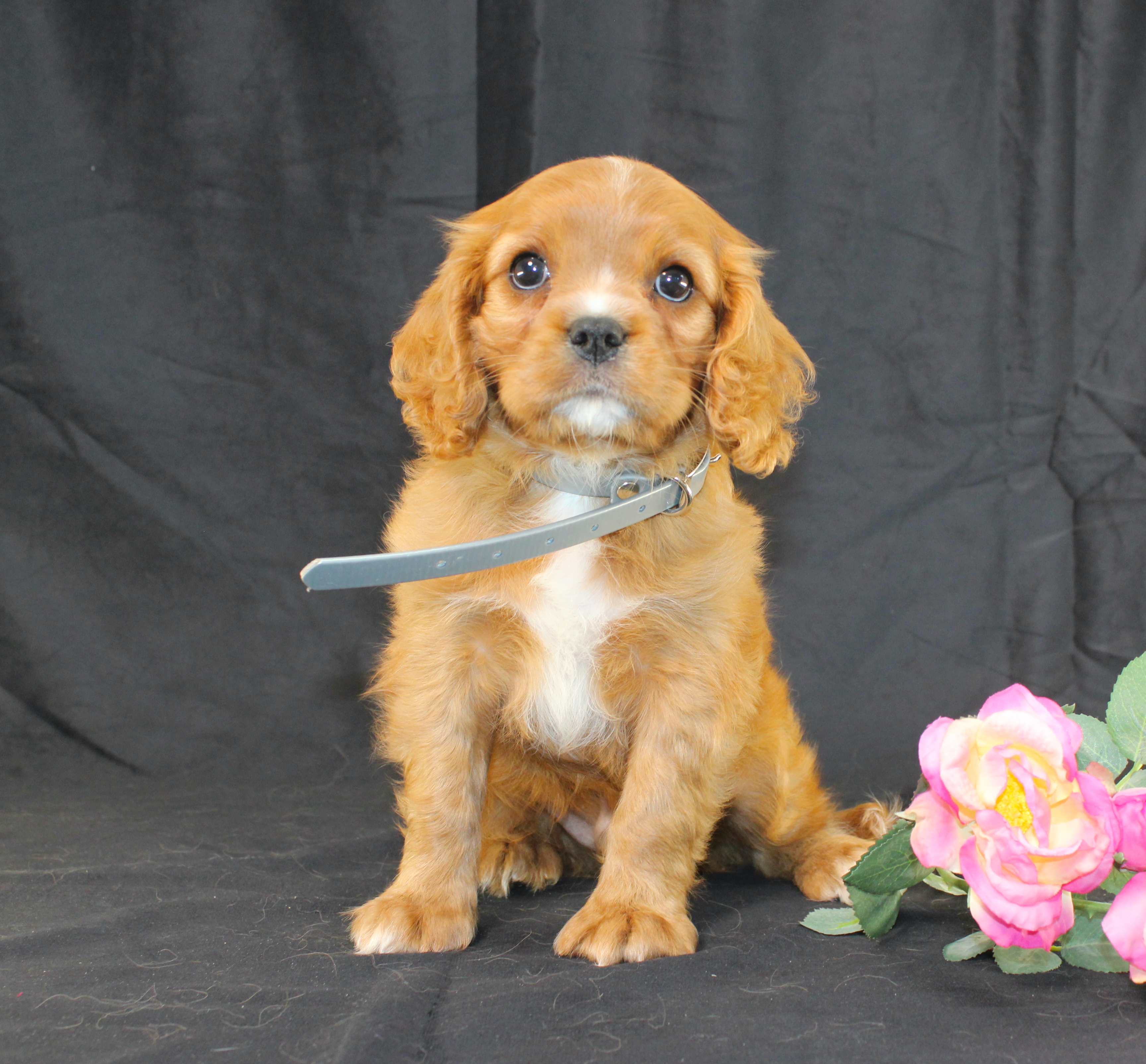 puppy, for, sale, Cavalier King Charles Spaniel, Ivan J. Stoltzfus, dog, breeder, Dornsife, PA, dog-breeder, puppy-for-sale, forsale, nearby, find, puppyfind, locator, puppylocator, aca